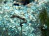 post-5225-0-44037900-1435975262_thumb.jpg