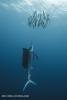 Echeng_sailfish_02.JPG