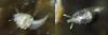 post-1116-0-21000200-1345776942_thumb.jpg
