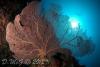 post-18600-0-36055700-1345119310_thumb.jpg