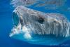 post-4526-0-09122100-1375407810_thumb.jpg