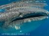 SH_whalesharks13-0117.jpg