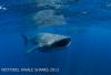 AH_WS5-8129.jpg