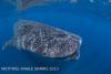 AH_WS5-8126.jpg