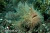 Wetpixel_lembeh_participant_ 05.JPG