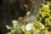Night dive-88456.jpg