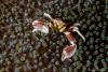 Wetpixel_lembeh_participant_ 23.JPG