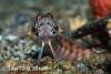 Wetpixel_lembeh_participant_ 19.JPG