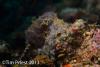 Wetpixel_lembeh_participant_ 17.JPG