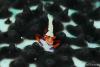 Wetpixel_lembeh_participant_ 08.JPG