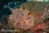 Wetpixel_lembeh_participant_ 20.JPG