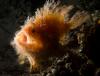 Wetpixel_lembeh_participant_ 25.JPG
