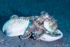 Wetpixel_lembeh_participant_ 21.JPG