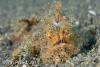 Wetpixel_lembeh_participant_ 13.JPG