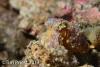 Wetpixel_lembeh_participant_ 18.JPG