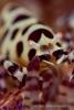 lembeh_6-80368.jpg