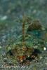Wetpixel_lembeh_participant_ 09.JPG