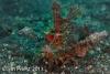 Wetpixel_lembeh_participant_ 11.JPG