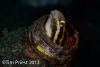 Wetpixel_lembeh_participant_ 07.JPG