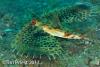 Wetpixel_lembeh_participant_ 16.JPG