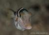 Night dive-88392.jpg
