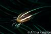 Wetpixel_lembeh_participant_ 24.JPG
