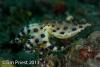 Wetpixel_lembeh_participant_ 04.JPG