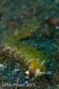 Wetpixel_lembeh_participant_ 10.JPG