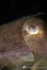 lembeh_7-80608.jpg