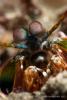 lembeh_7-80754.jpg