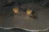 Night dive-88369.jpg