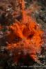 lembeh_7-80791.jpg