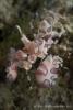 lembeh_7-80842.jpg