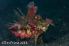 Wetpixel_lembeh_participant_ 14.JPG