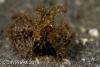 Wetpixel_lembeh_participant_ 06.JPG