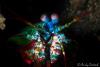 Wetpixel_lembeh_participant_ 22.JPG