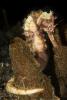 day_11_lembeh-82052.jpg
