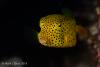 post-23448-0-65655800-1478090373_thumb.jpg