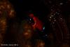 post-23448-0-79624100-1478092254_thumb.jpg