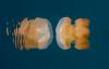 post-5631-0-97443400-1387870506_thumb.jpg