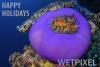 WETPIXEL_HOLIDAYS_18_600.jpg