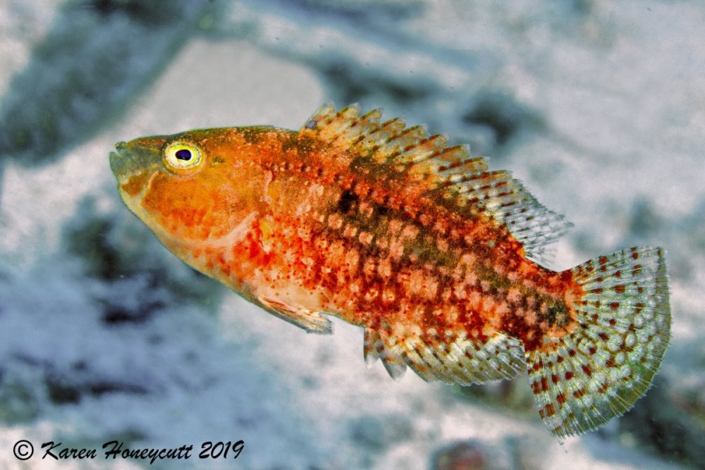 Oxycheilinus bimaculatus (Two-Spot Wrasse) ? - Cabilao Island, Philippines.jpg