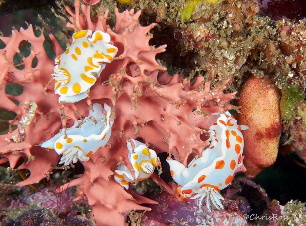 Goniobranchus-_tasmaniensis.jpg