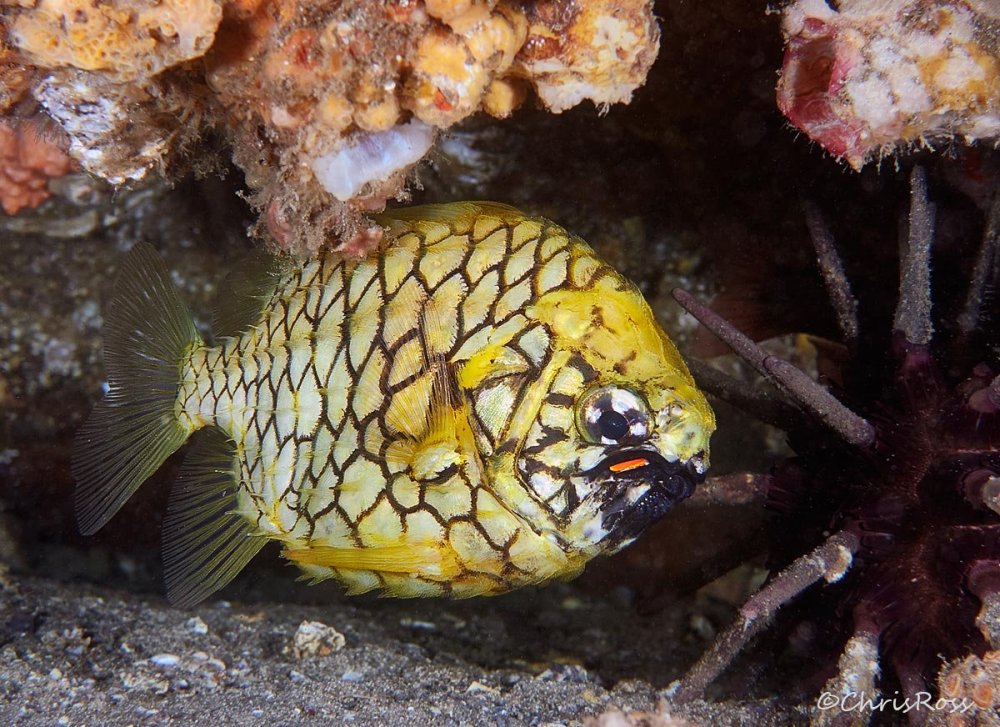 PineappleFish3.jpg