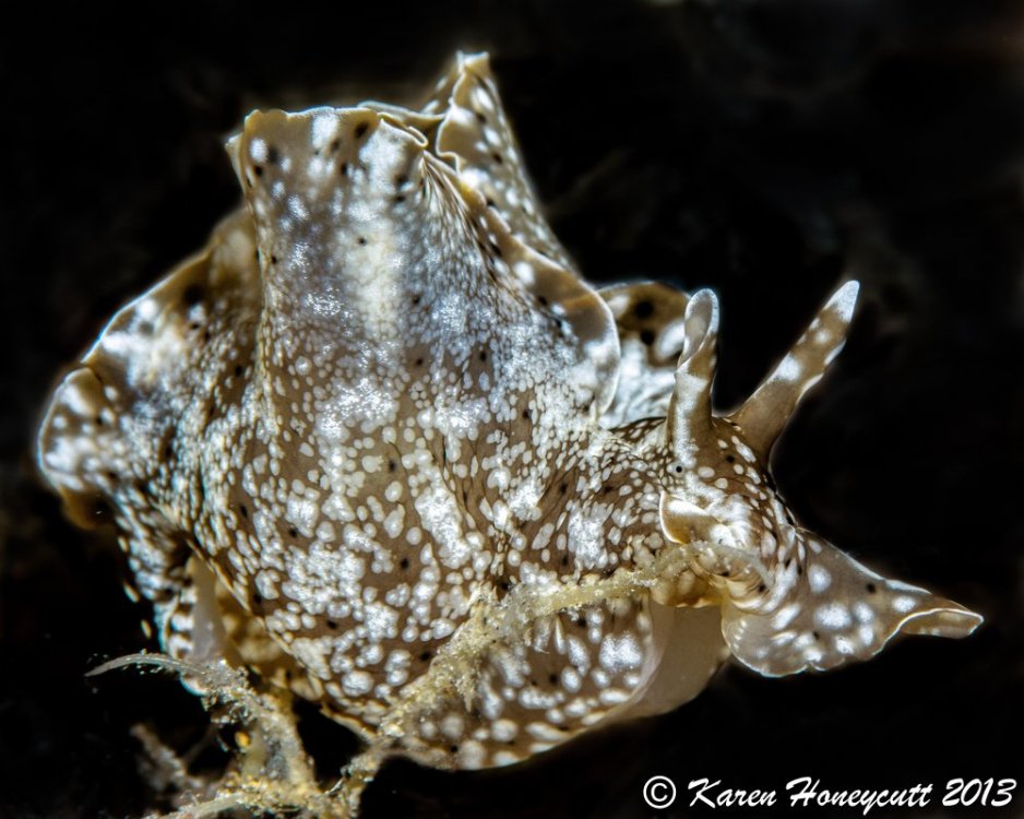 Aplysia oculifera - Dumaguete, Philippines.jpg
