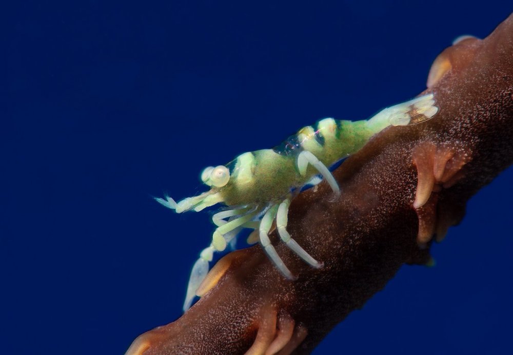whip-coral-shrimp-blue-BG-1600.jpg
