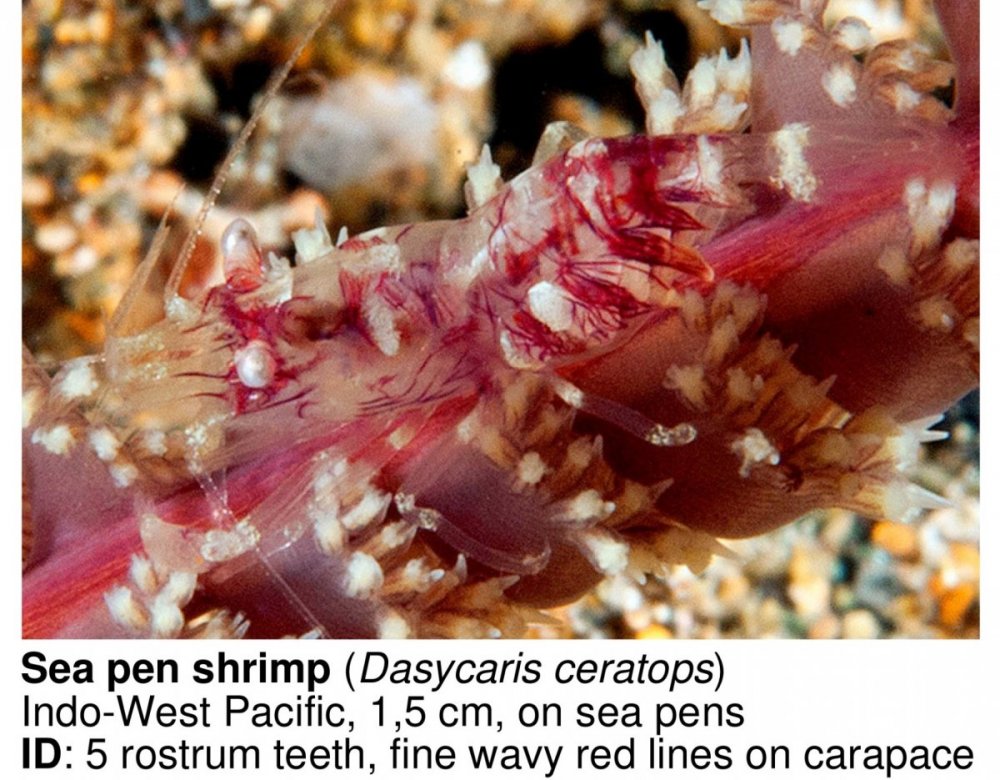 sea pen shrimp (2).jpg