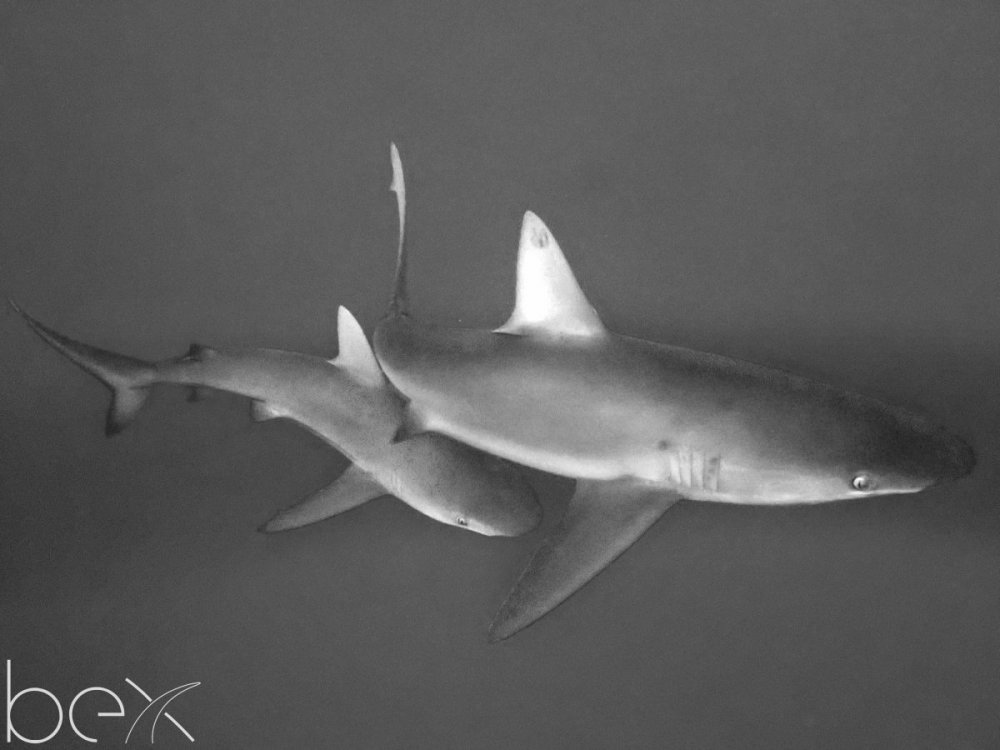 P1181691 bw.jpg
