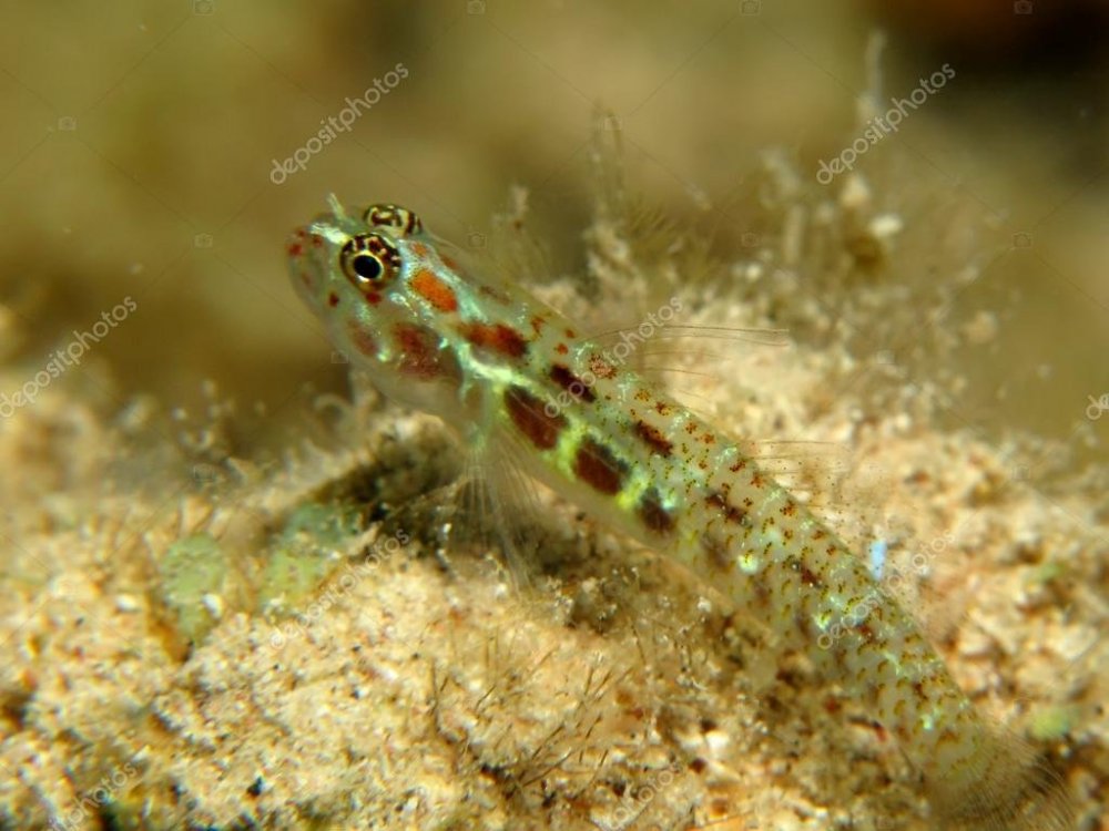depositphotos_24867719-stock-photo-spotted-pygmy-goby-eviota-guttata.jpg