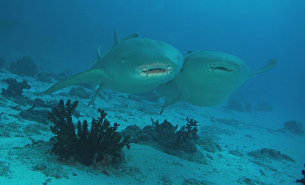 nurse-shark-08539_s.jpg